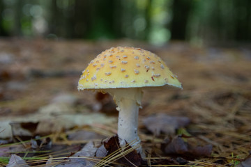 mushroom in the forest