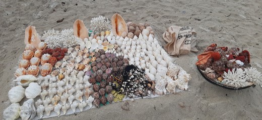 Seashells from Tanzania