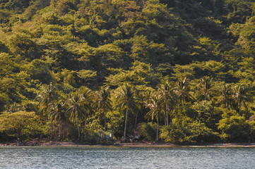 Island full of palm trees with a beach. Green forest near the coastline shore. Blue ocean water perfect vacation place during summer.