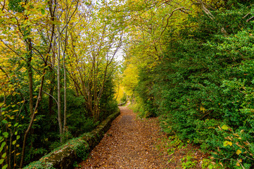 paisaje otoñal 