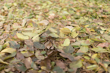Leaves of a nut in the autumn lie on the ground.