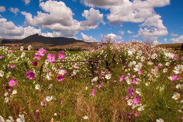 Rusted gate and fence on a dirt dusty road with cosmos flowers in Clarens South Africa