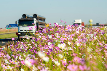 A truck driving on motorway or freeway past a field of Cosmos 