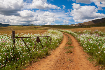 Rusted gate and fence on a dirt dusty road with cosmos flowers in Clarens South Africa