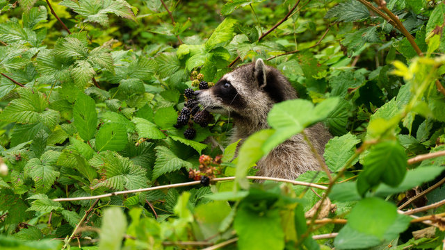 Raccoon eating berry's, Stanley park, Vancouver Stock Photo | Adobe Stock
