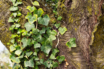 Macro of beautiful, lush green leaves of Common Ivy. Also known as Hedera helix