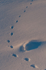 Animal tracks in the snow