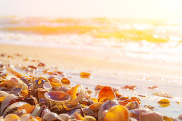 Sea shells lie on the sand, on the ocean.