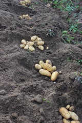 potato tuber