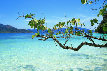 tree on the beach