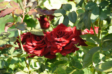 red rose on a natural rose bush against a background of green leaves