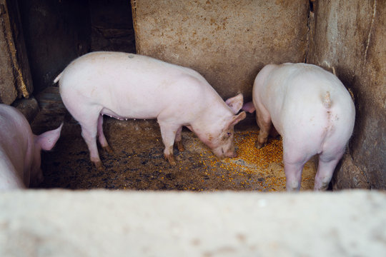 Pig at the pigs farm piggery feeding eating corn seeds eat