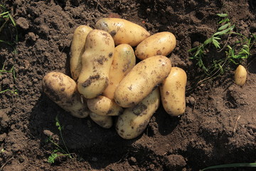 potato tuber