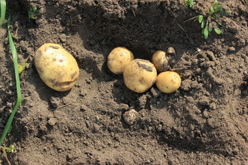 potato tuber