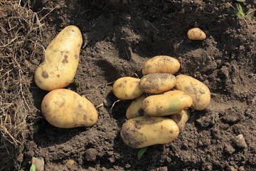 potato tuber