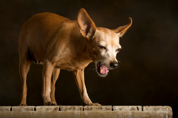 Portrait of a small brown dog sitting on a wooden bench yawning