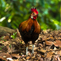 Rooster portrait on the forest background