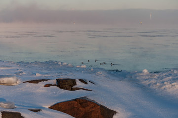 Birds swimming among the ice on extremely cold morning by the Baltic sea in Pori, Finland