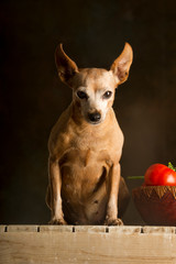 Portrait of a small brown dog sitting on a wooden bench