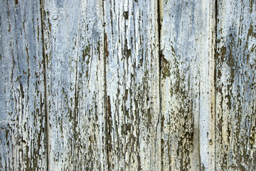 Obraz premium Old wooden boards with peeling paint. Old background. Textured planks of oak and pine. Bright colours. Natural aging of the material.