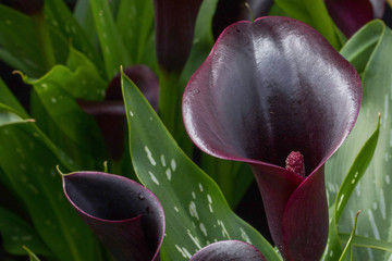 Lush green leaves surround a dark purple, elegant calla lily.