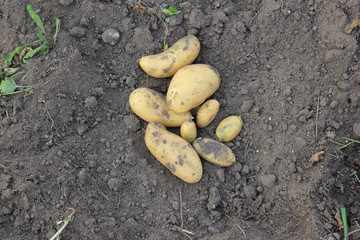 potato tuber