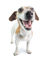 Happy positive dog muzzle. Smile! White background