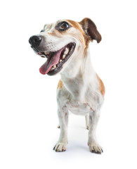 smiling friendly dog jack russell terrier standing and looking side. White background. Teeth smile. Tongue out