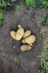 potato tuber