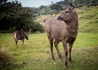 Naklejka na ściany i meble Close up of a Sambar Deer in Horton Plains National Park in Sri Lanka