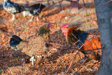 A cocky cock attacks a chicken, two roosters fight and flap their wings.