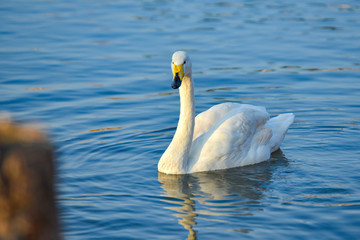 Obraz premium A white swan with a yellow beak swims on the lake.