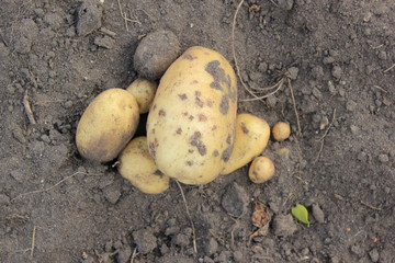 potato tuber