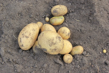 potato tuber
