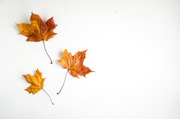Mininmalistic yellow leaves composition on white background. Autumn concept, copyspace