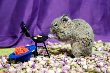 Koszatniczka i grill - kalendarz © Aruru