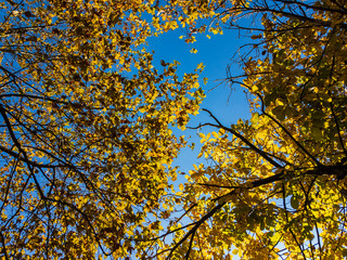 Yellow autumn leaves on the branches of two walnut and oak trees in sunlight against a blue cloudless sky.