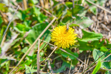 A bee on a yellow dandelion collects nectar for honey.