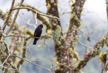 Guaxe (Cacicus haemorrhous) Bird