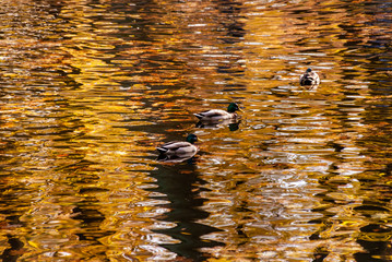 Park Planty w Białymstoku , Polska złota jesień, Podlasie, Polska © podlaski49