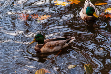 Park Planty w Białymstoku , Polska złota jesień, Podlasie, Polska © podlaski49