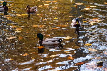 Park Planty w Białymstoku , Polska złota jesień, Podlasie, Polska © podlaski49