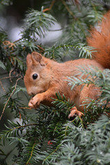 Eichhörnchen © Laís Milena Dias