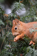 Eichhörnchen © Laís Milena Dias