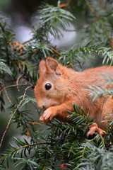 Eichhörnchen © Laís Milena Dias