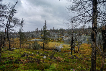 Small swamp on top of mountain Vottovaara with stones and dead trees, Karelia, Russia