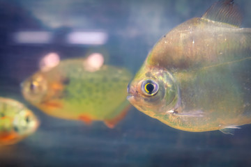 Tropical fish in a large aquarium. Natural aquarium representing tropical biotope.