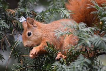 Eichhörnchen © Laís Milena Dias