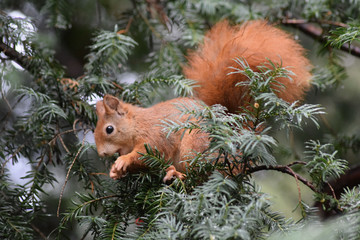 Eichhörnchen © Laís Milena Dias