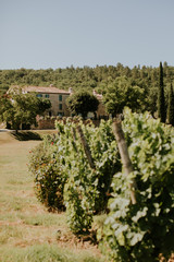 Les vignes du domaine